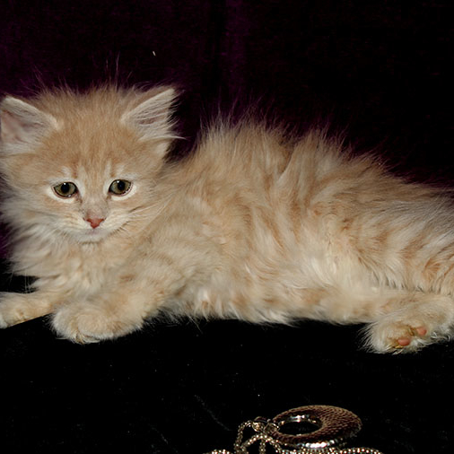 siberian cream kitten Fiji Dauria