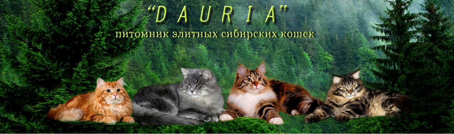 Питомник элитных сибирских кошек "Даурия"