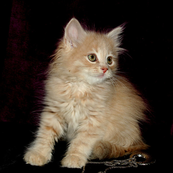 siberian cream kitten Fiji Dauria